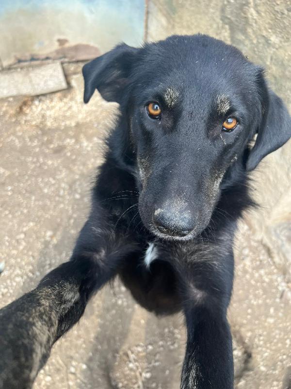 Montana cucciolona dal carattere tranquillo Foto 3